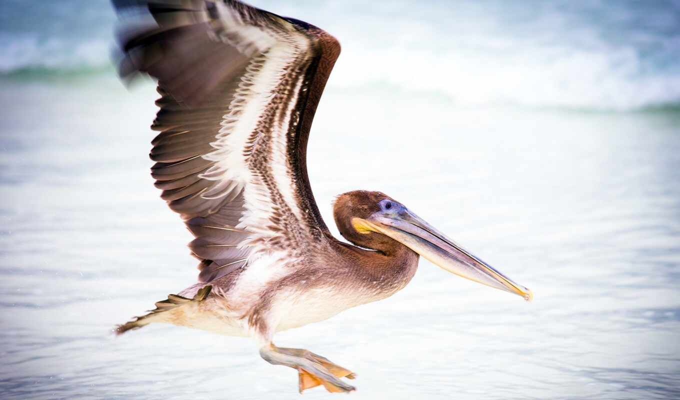 water, bird, pelican