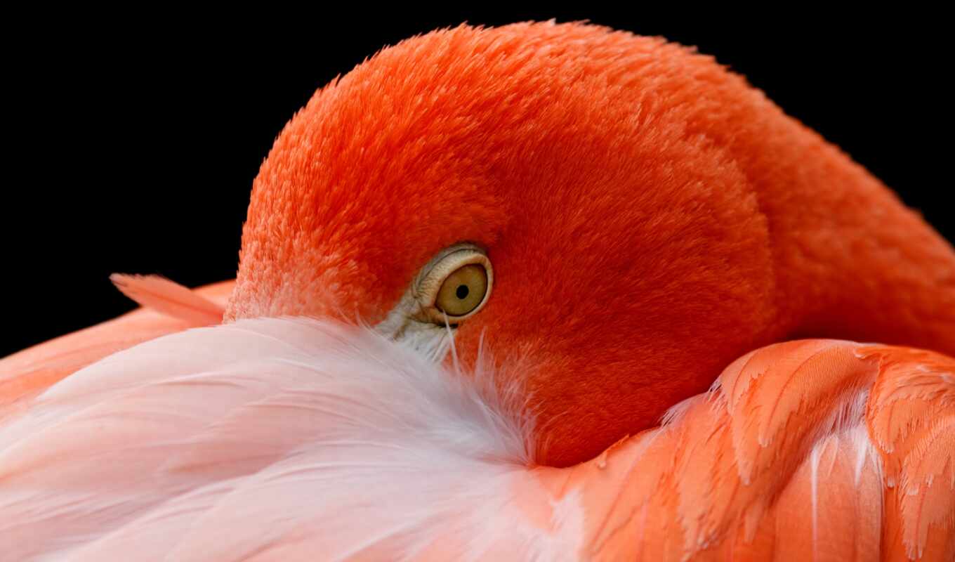 фламинго, американский, большой, оранжевый, fractal, golov