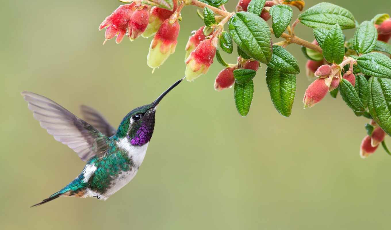 bird, hummingbirds