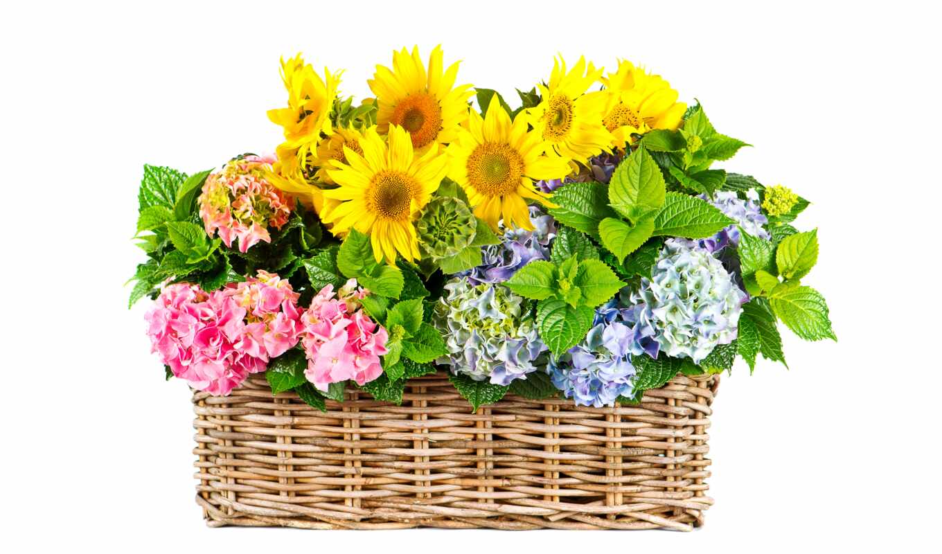 flowers, sunflower, basket