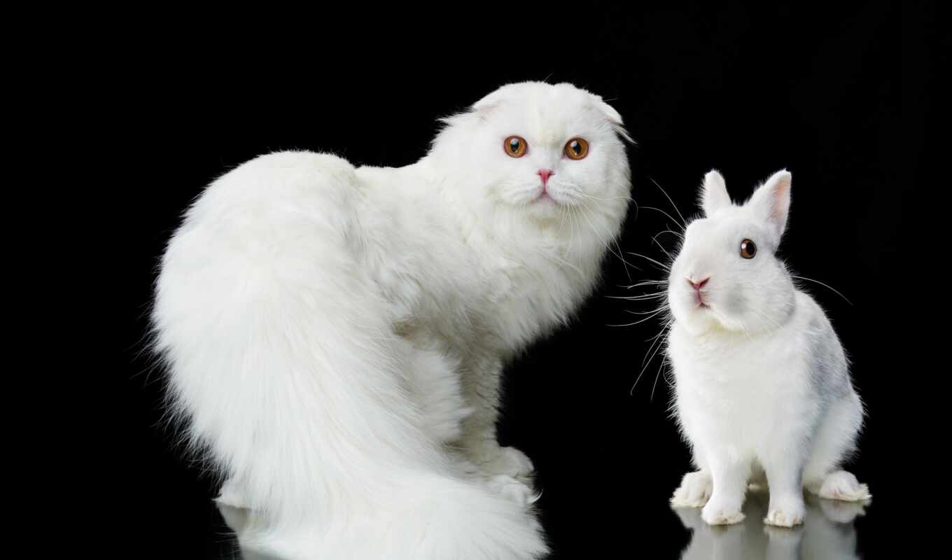 black, white, кот, кролик, bunny