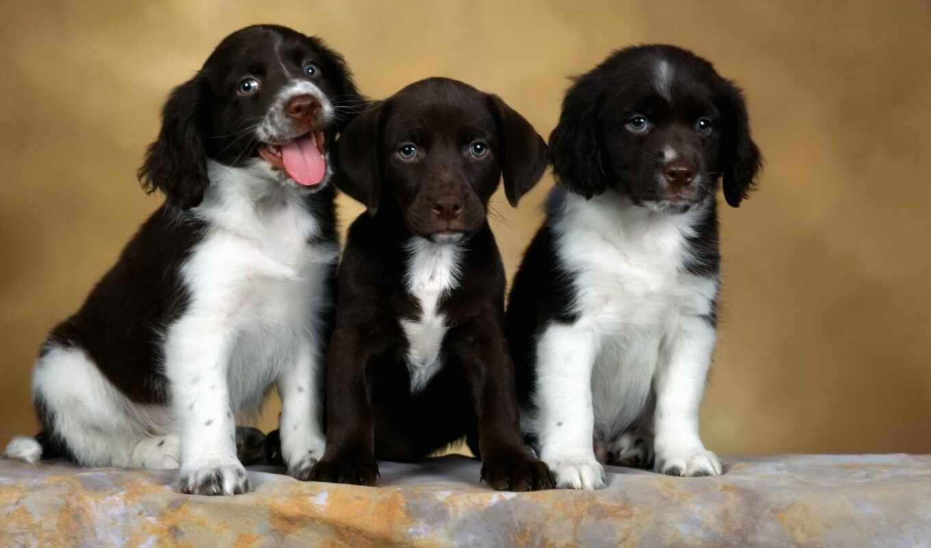 cute, dog, three, puppy, singing, springer