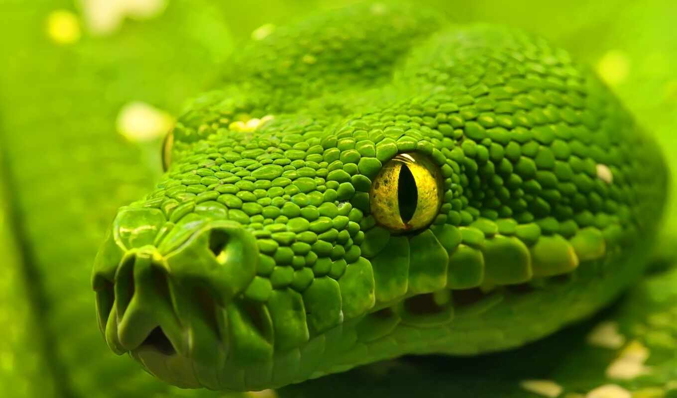 красивые, большие, заставки, зелёная, глазами, snake, zhivotnye, большими, рептилии