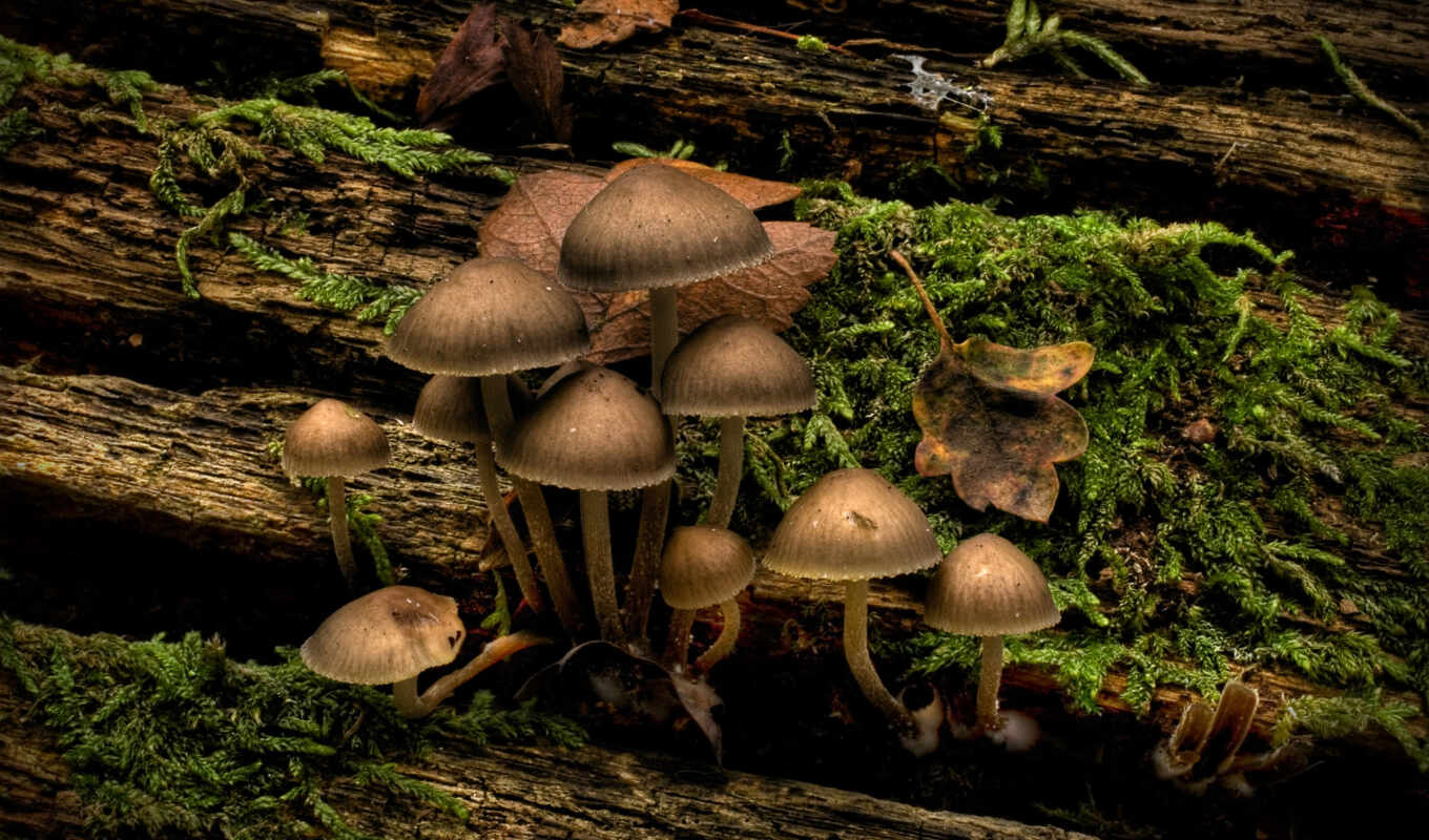 grass, tree, mushrooms, mushrooms