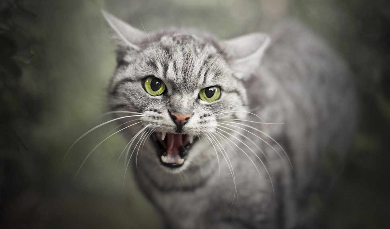 серый, кот, американский, ухмылка, fury, короткошерстный, gato, fang, katze, агрессивные