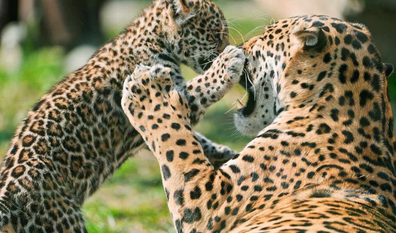 девушка, кот, left, леопард, wild, animal, детёныш, panthera, jaguar, красивый