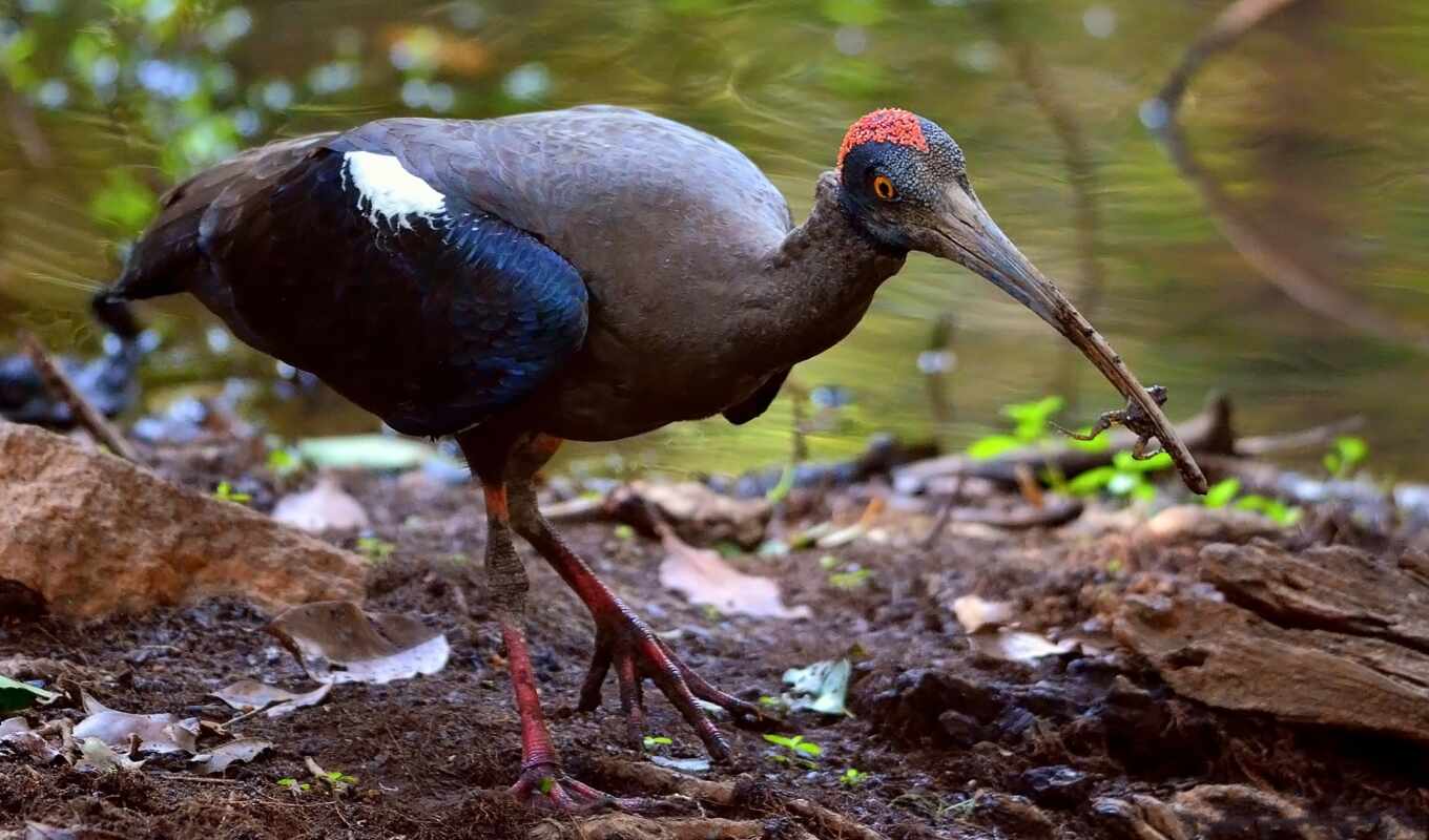 bird, animal, ibis