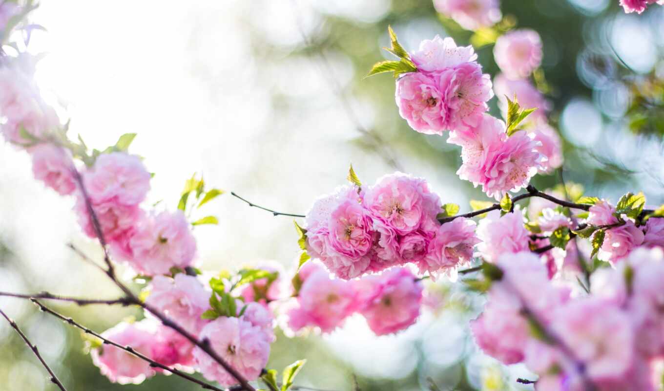 collection, Sakura, pink, branch, spring, card, blossom, cvety