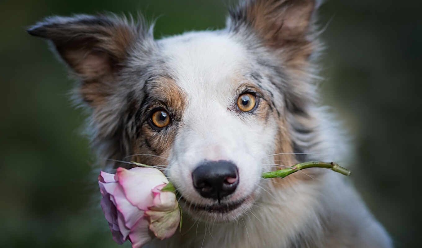 цветы, home, собака, pet, stare, зуб