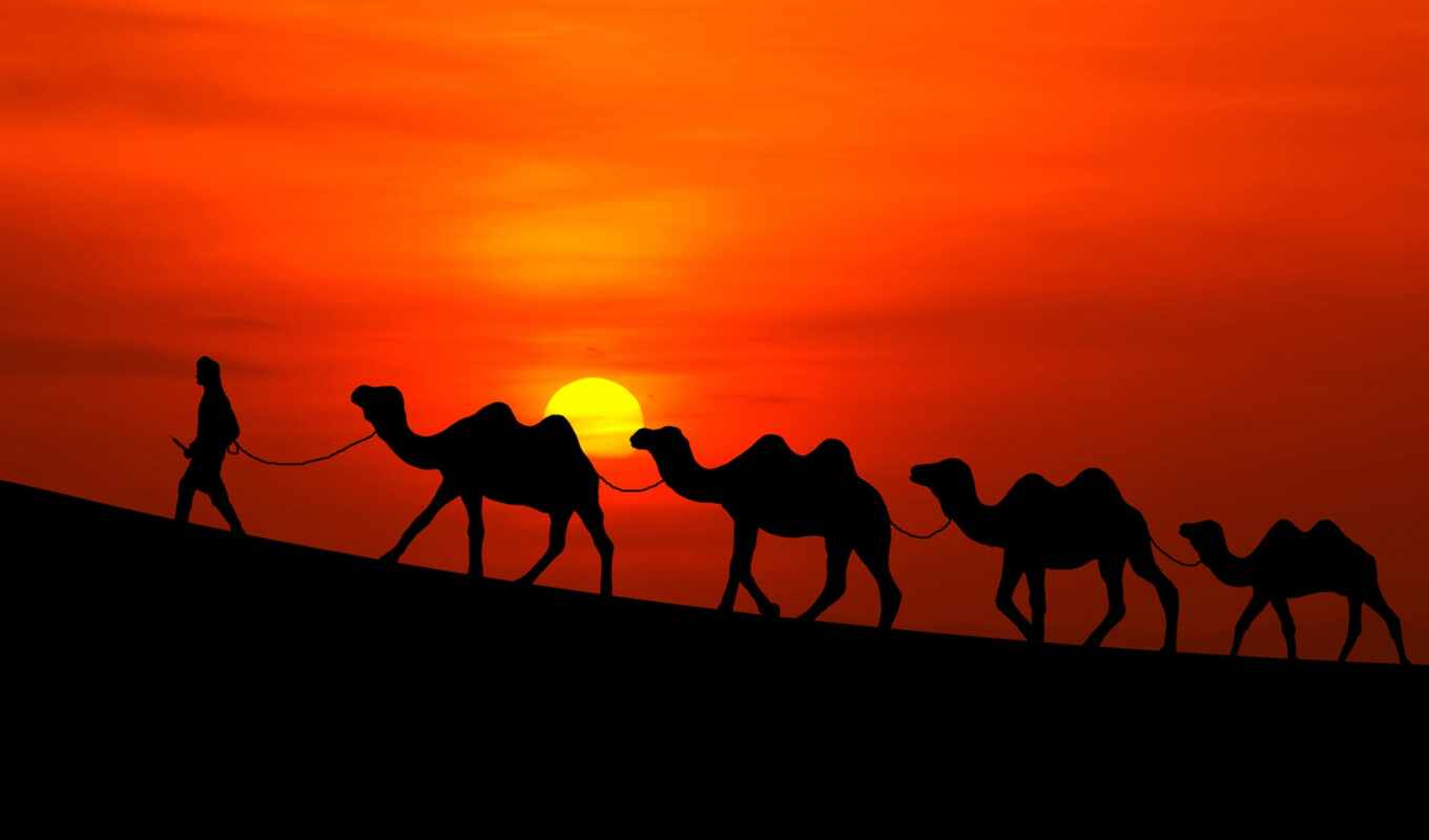 photo, background, sun, sunset, human, caravan, desert, camel