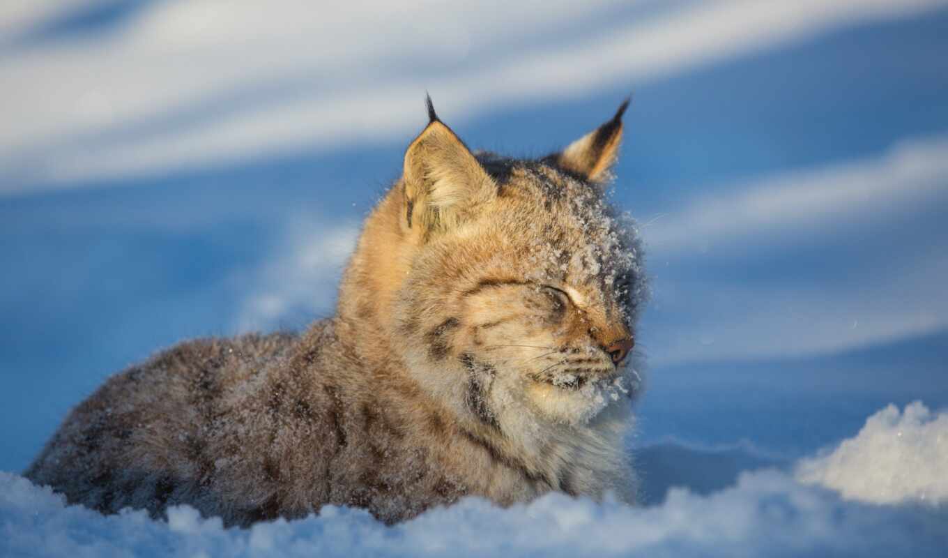 snow, winter, cat, predator, wild, muzzle, animal, lynx, lie, pricing