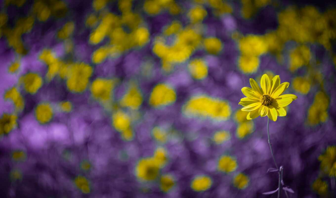 flowers, field, domna