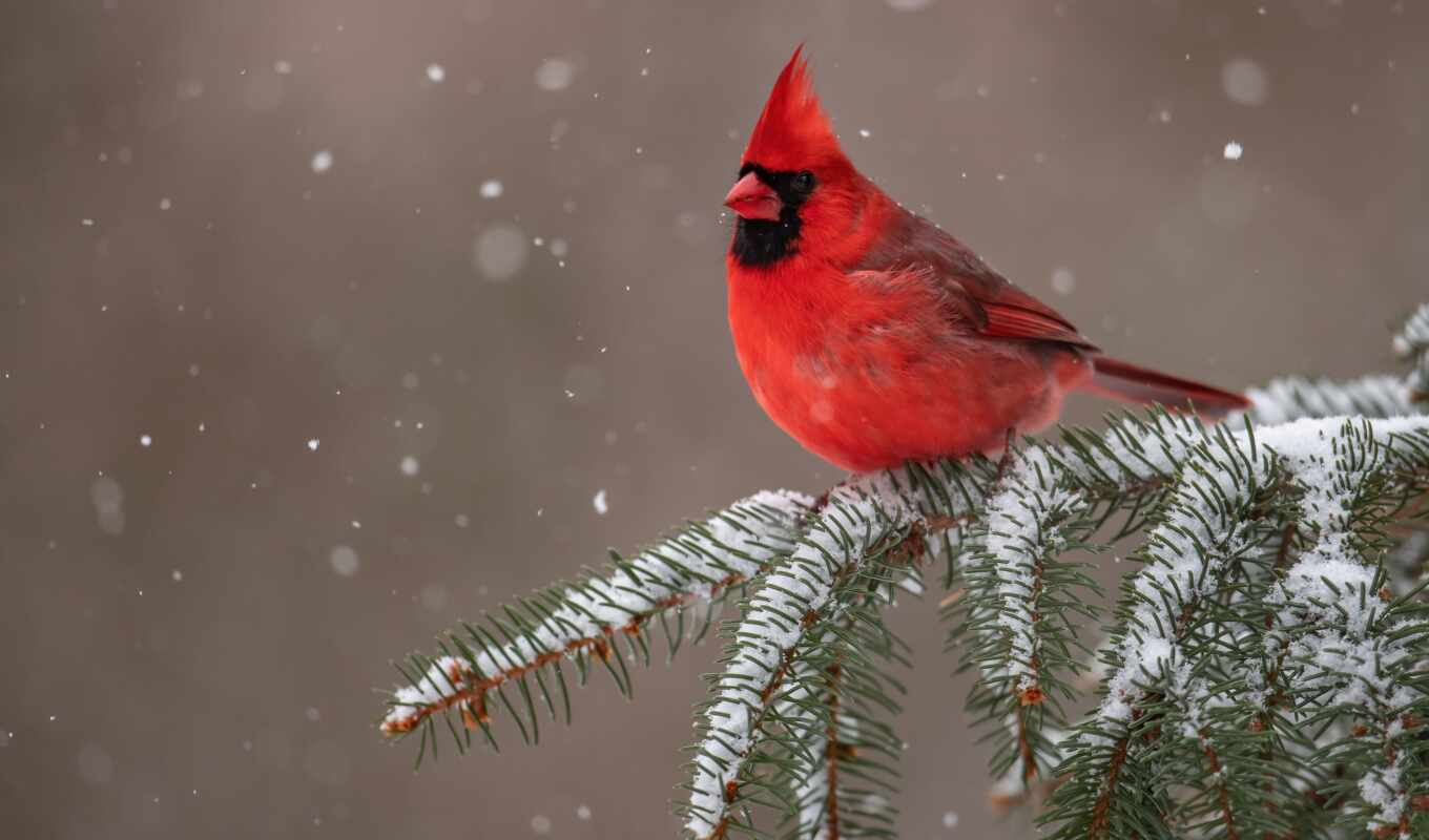 снег, птица, branch, кардинал