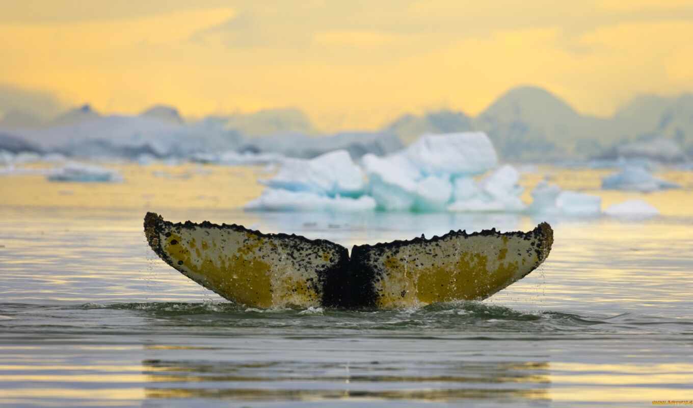 antarctica, whales, humpback