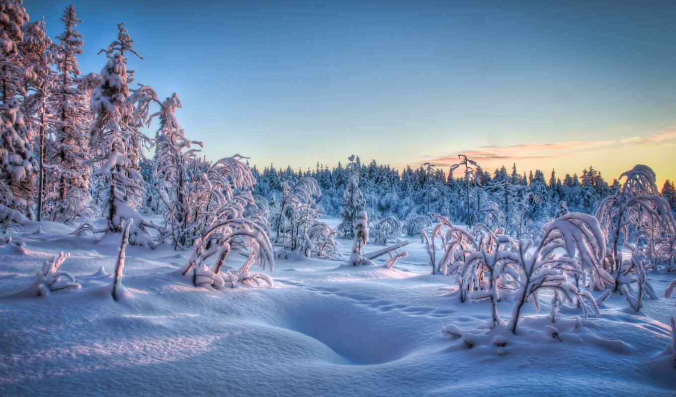 природа, иней, снег, winter, card, trees