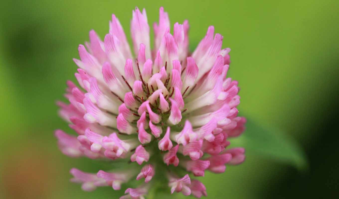 flowers, red, pink, color, closeup, clover, makryi