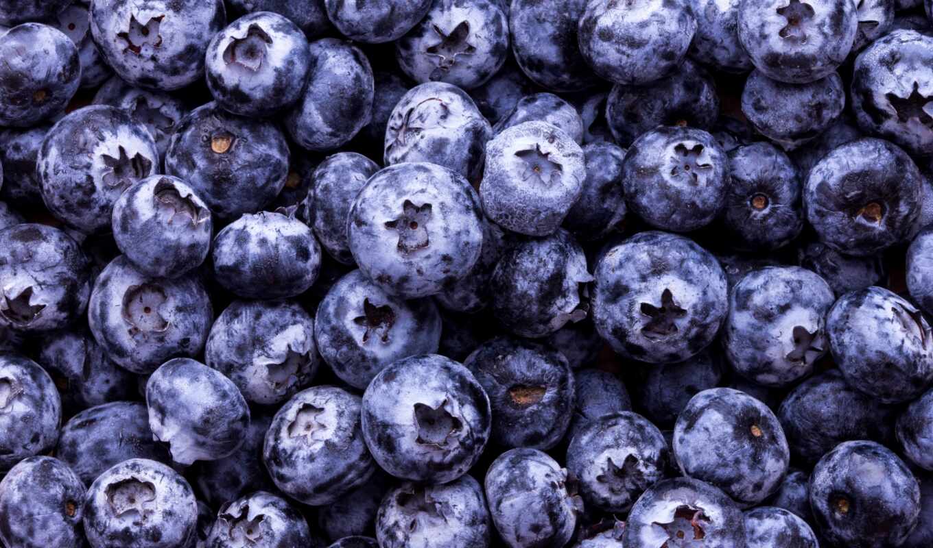 meal, texture, quality, usage, big, berry, blueberries, dream book