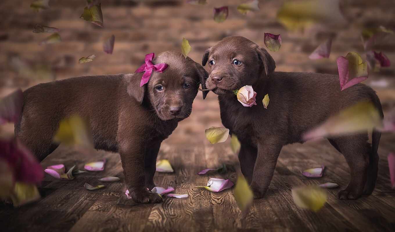 black, flowers, cute, dog, little, puppy, Labrador, animal, gin, retriever, collie