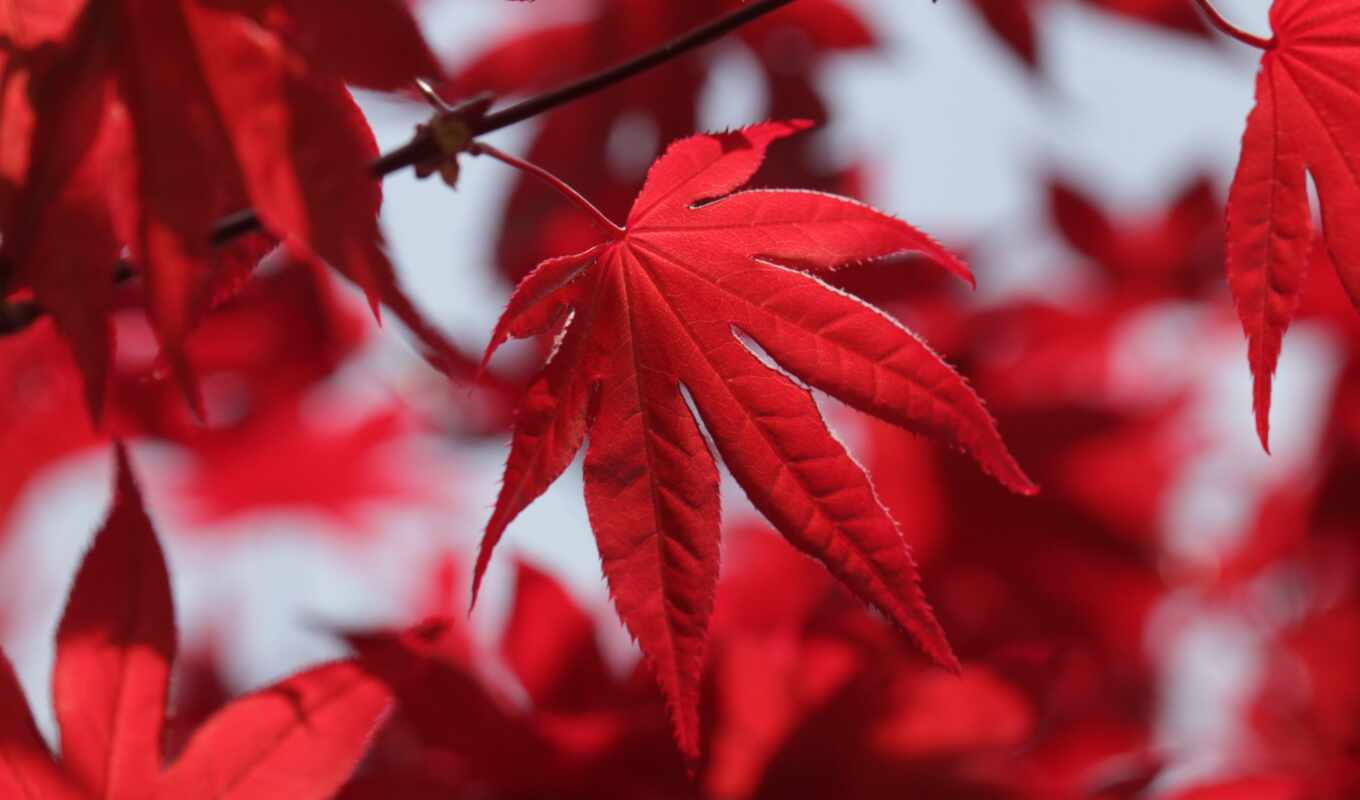 red, осень, са, пасть, maple, leaf