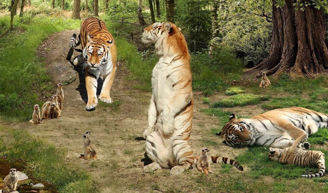 картинка, тигр, animal, друг, many, сурикат