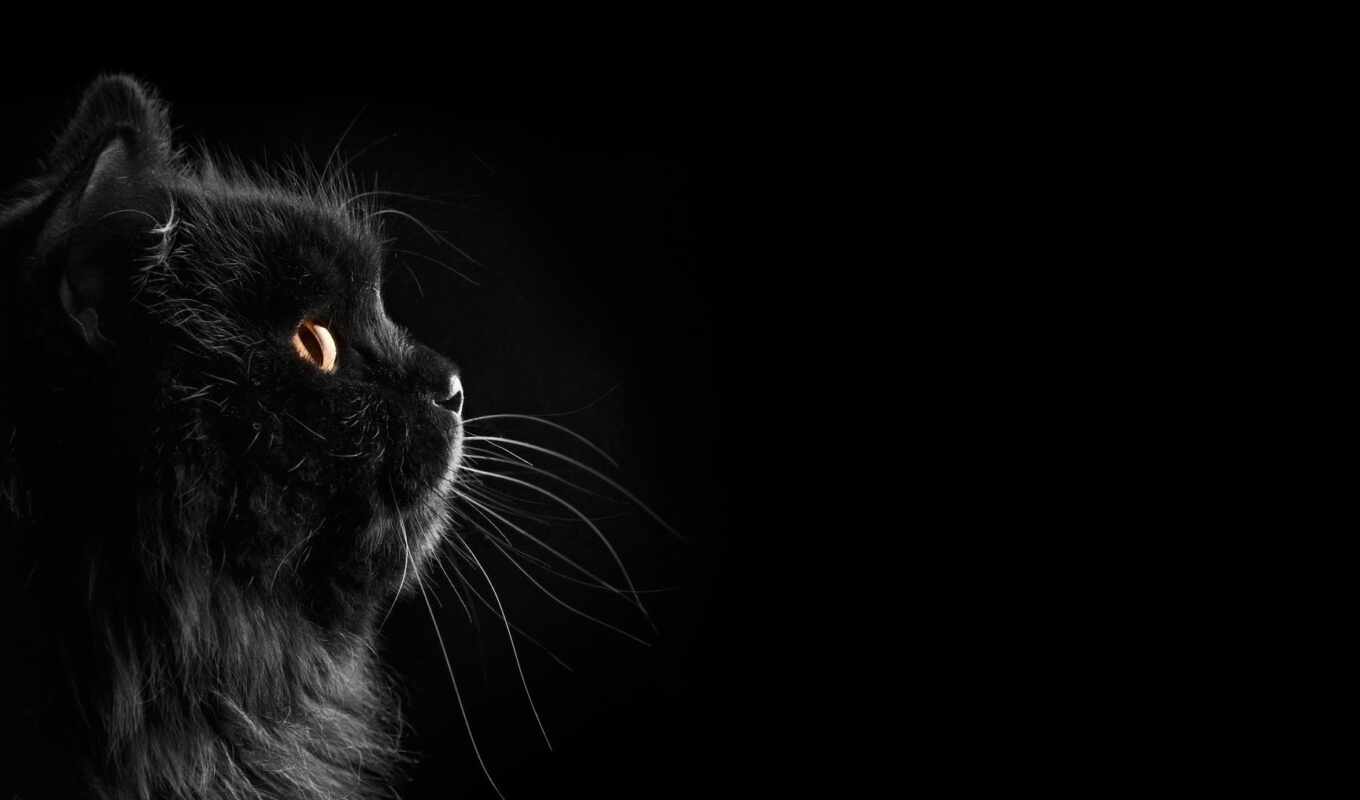 black, кот, animal, dark, persian, mrwallpaper