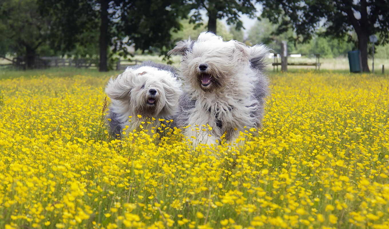 дружелюбный, cute, собака, щенок, animal