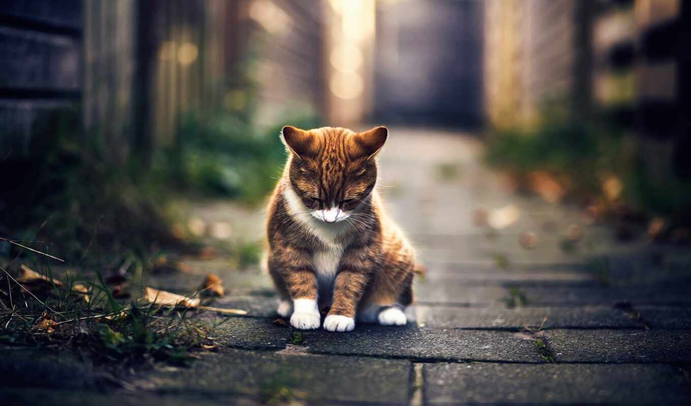 street, kitty, in the morning, knees, cold, sad, sad, autumn, ♪, gloves, non-human