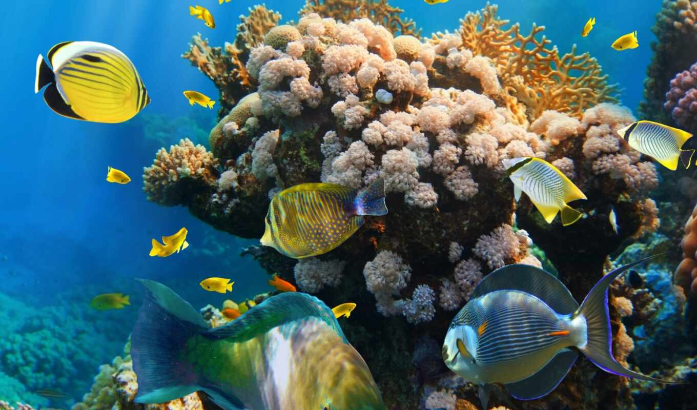 рыба, риф, подводный, коралловый риф, coral reef fish, коралловый, stony coral