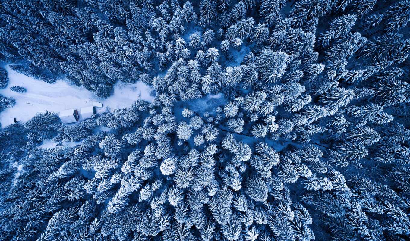 winter, forest, top view