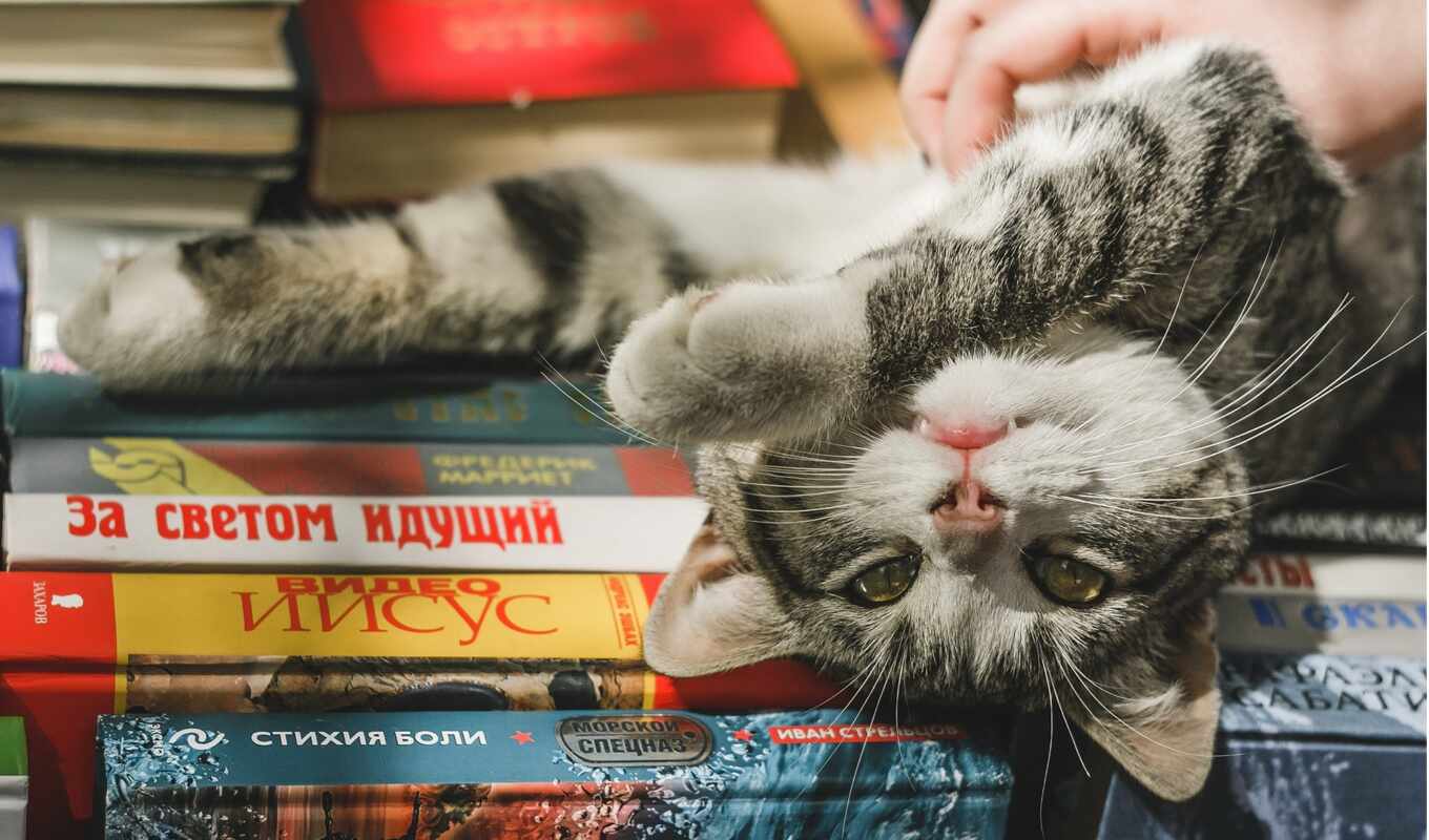 взгляд, книга, кот, смотреть, морда, leg, котейка