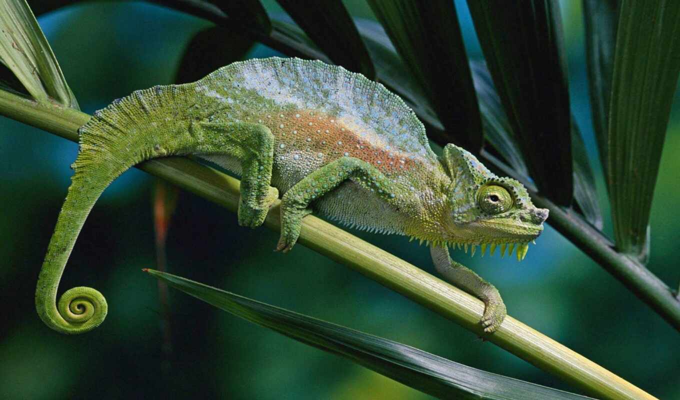 chameleon, krasivostus