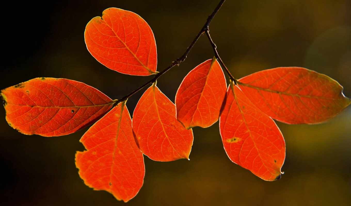 природа, лист, дерево, different, осень, оранжевый, color, leaf