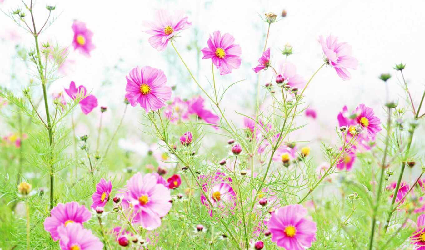 цветы, розовый, wild, wildflower