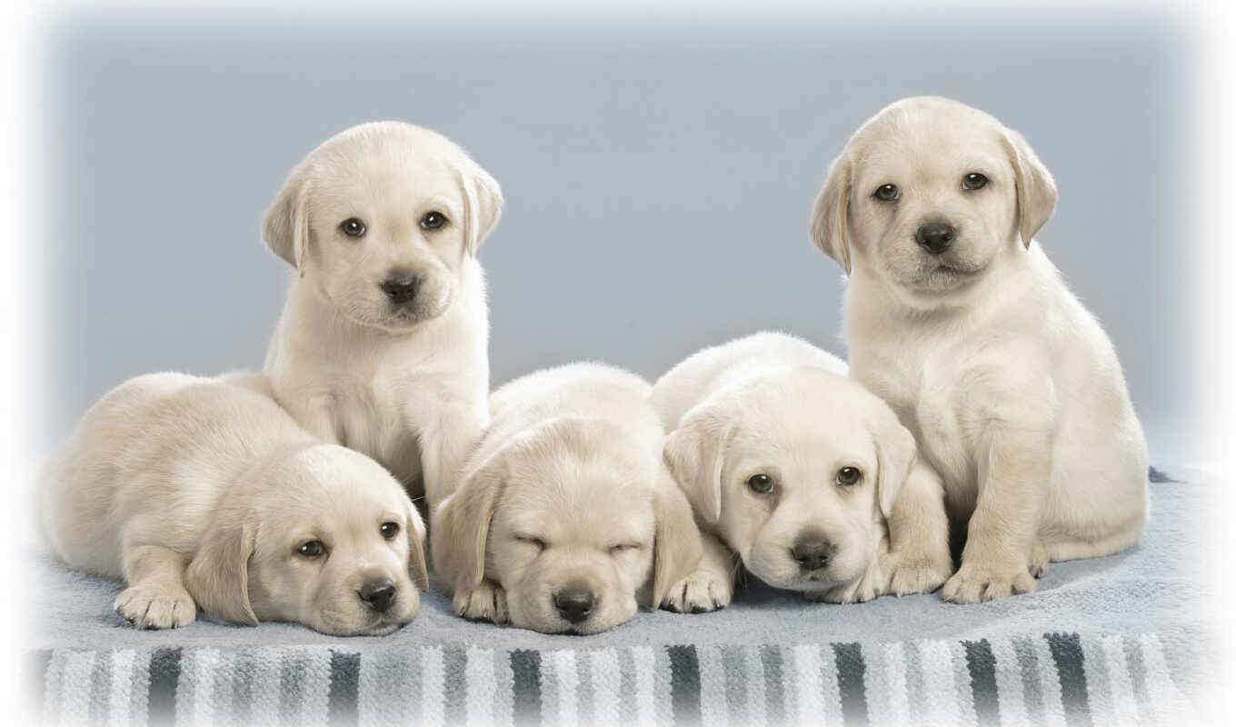 cute, собака, щенок, labrador, animal, плакат