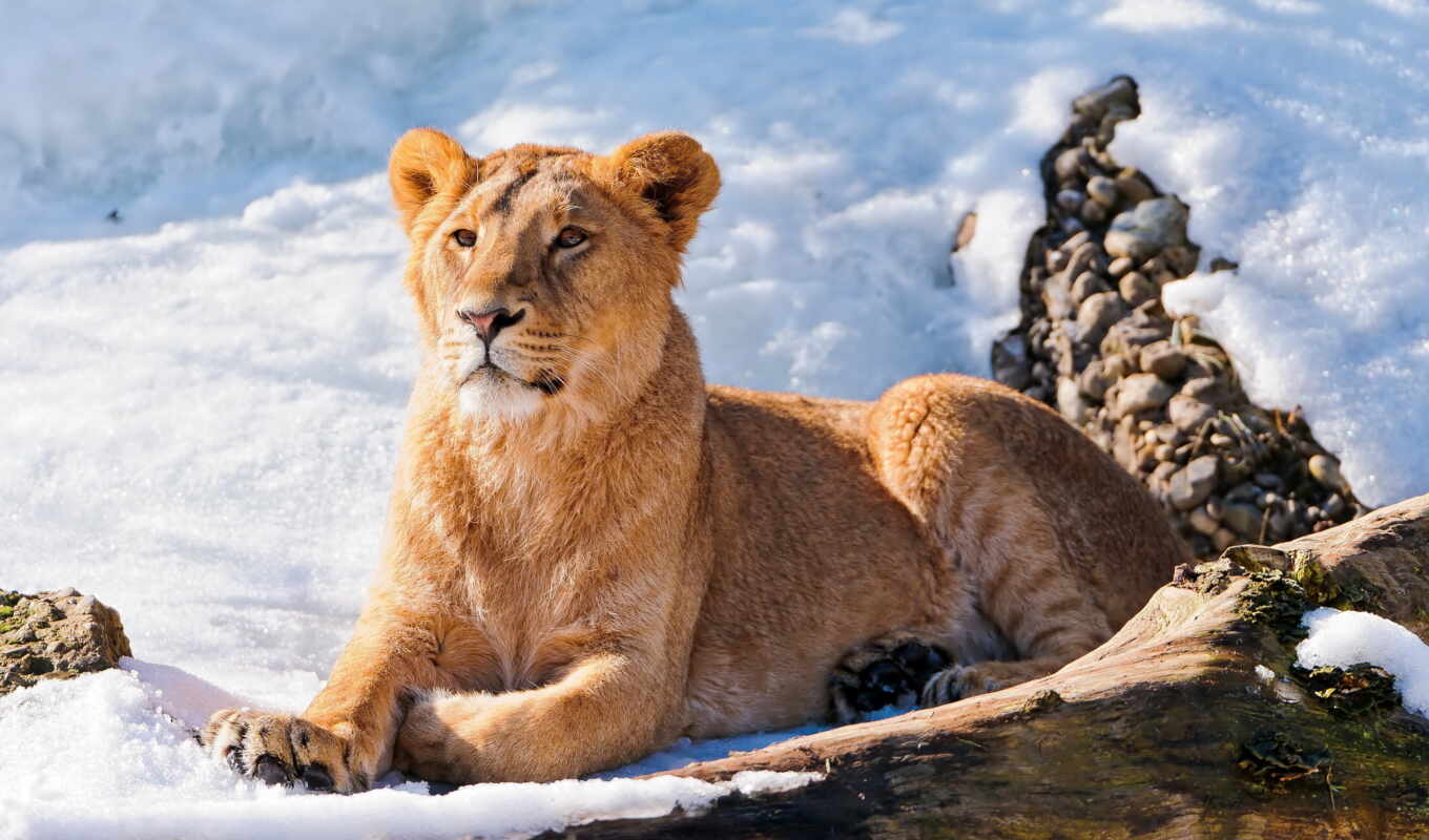 view, lion, lies, watching, muzzle, snow, young, lioness