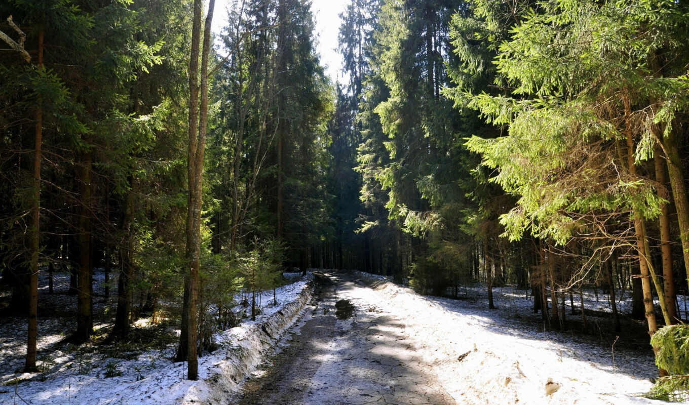 forest, spring, early