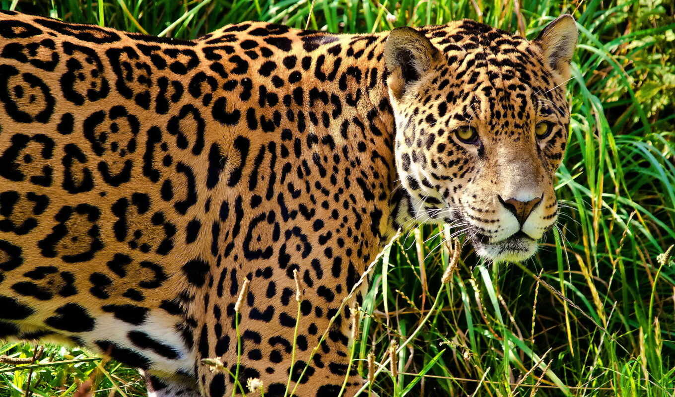 трава, кот, большая, смотреть, хищник, морда, jaguar
