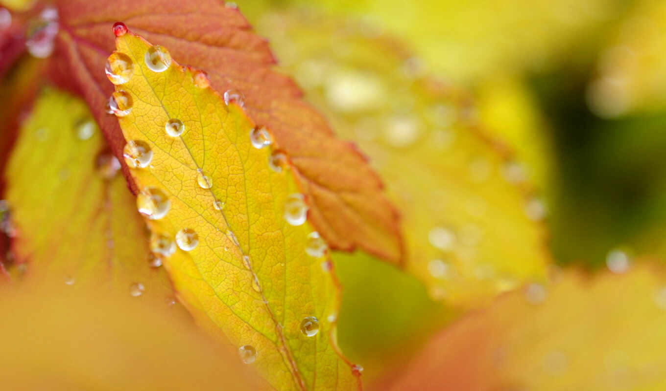 light, drops, leaves, foliage, dew, color, autumn, discussion, leaf, liveinternet