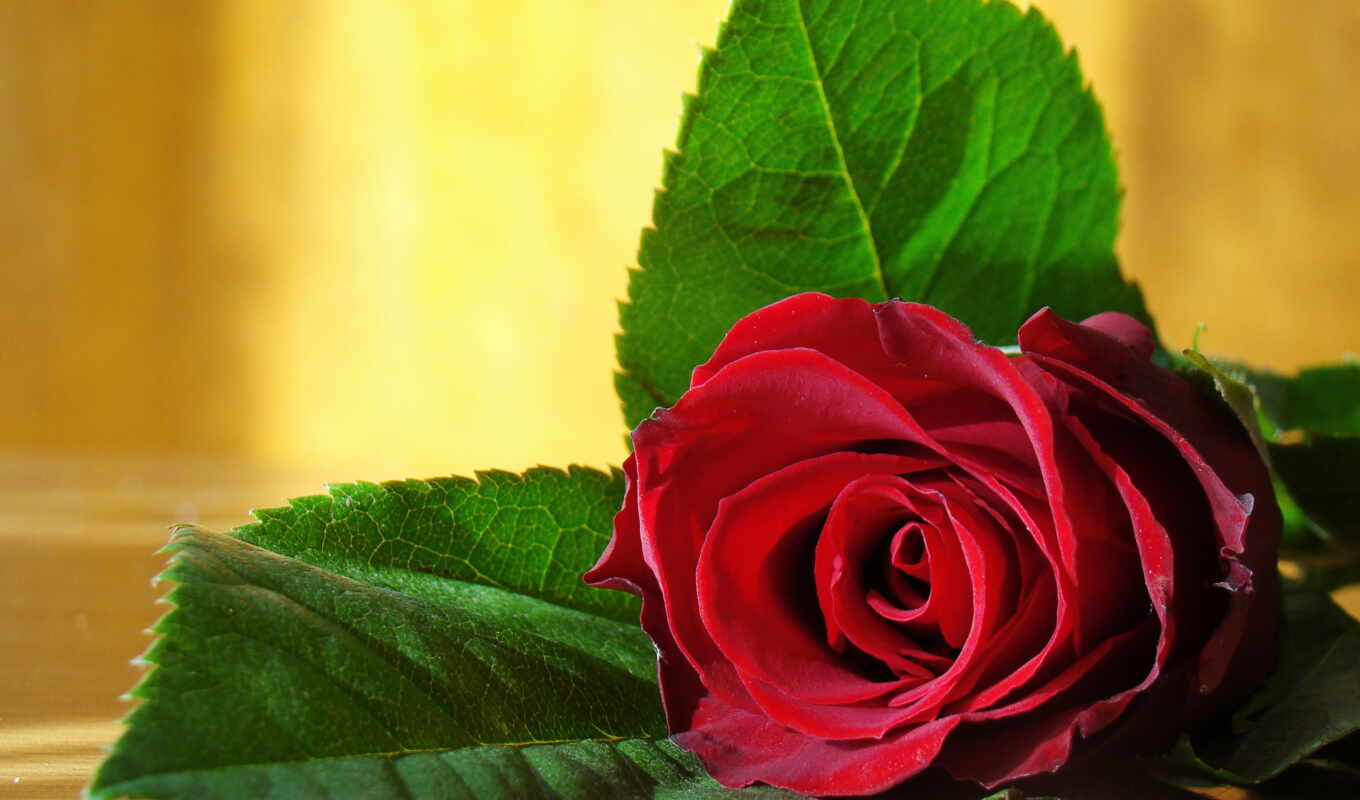 rose, cool, beautiful, beautiful, free, beauty, cvety, thin, elegant
