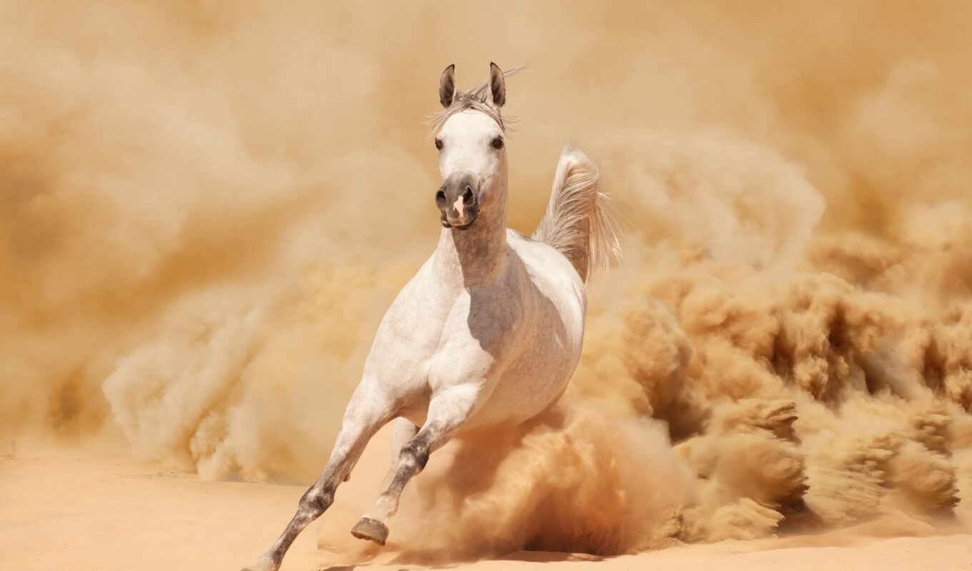 white, horse, design, horses, run, dust, photo wallpapers