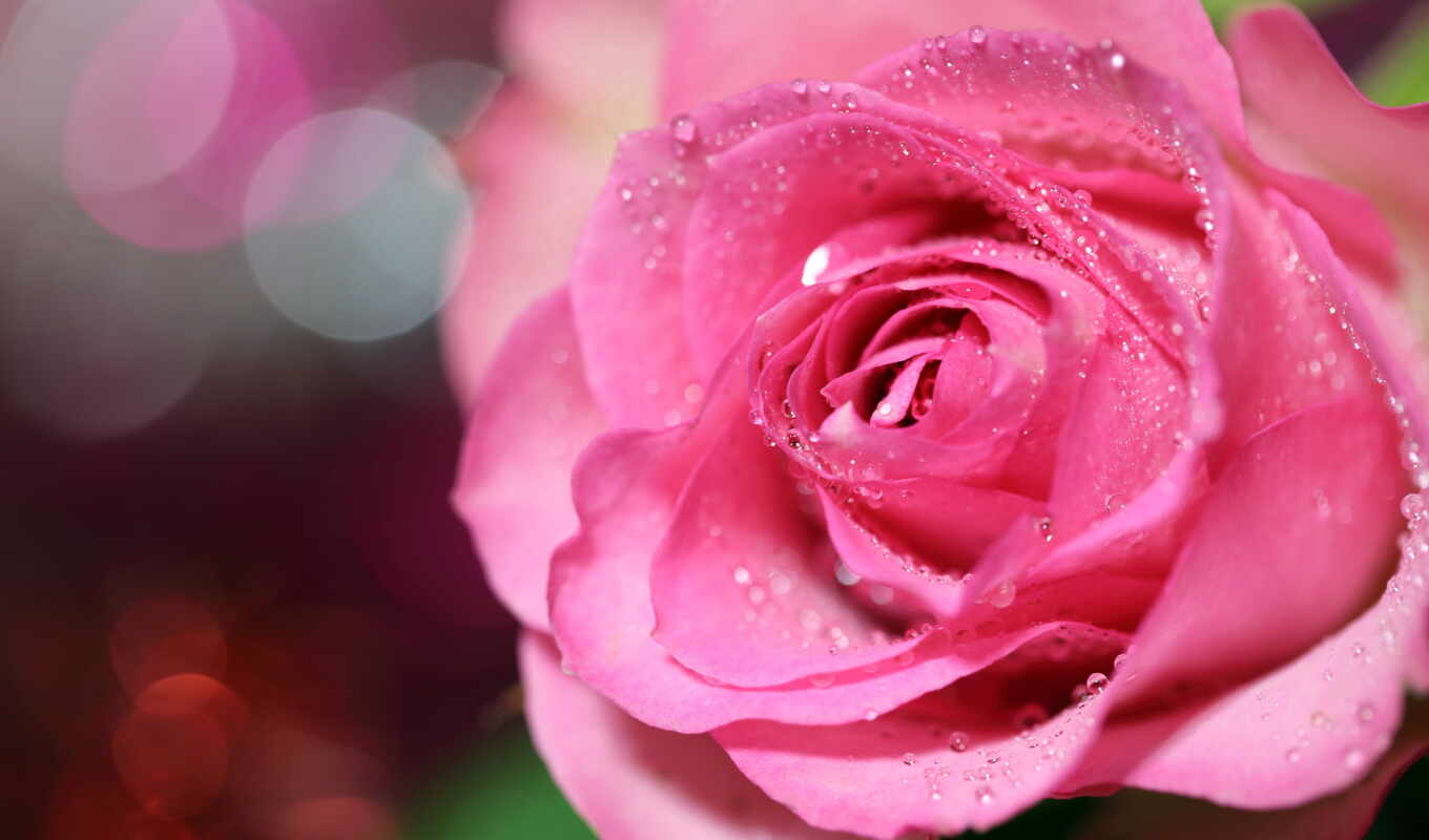 rose, page, water, pink, bouquet, cvety, backgrounds