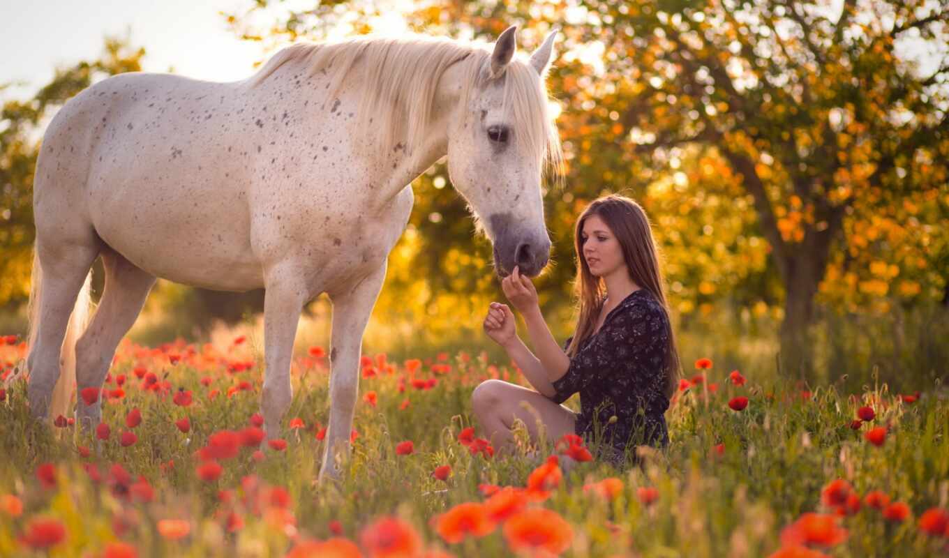 цветы, девушка, summer, лошадь, поле, платье, радость, ребенок, poppy