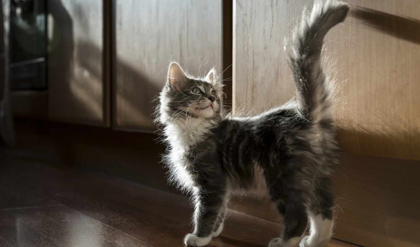 серый, кот, котенок, tail, поднять