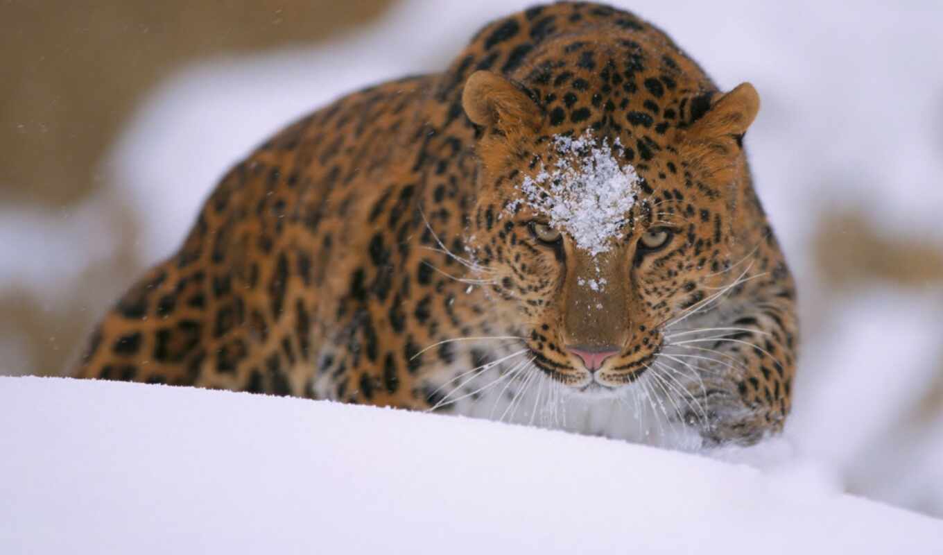 picture, cat, big, amur, leopard, cool, collect, pump up, dalnevostochnyi