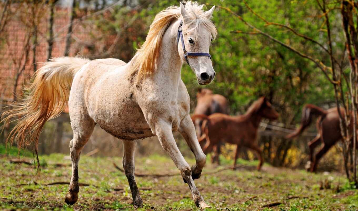 white, horse, hot, source, the original, wise, tapety, beautiful, old man, animal, pazlyi