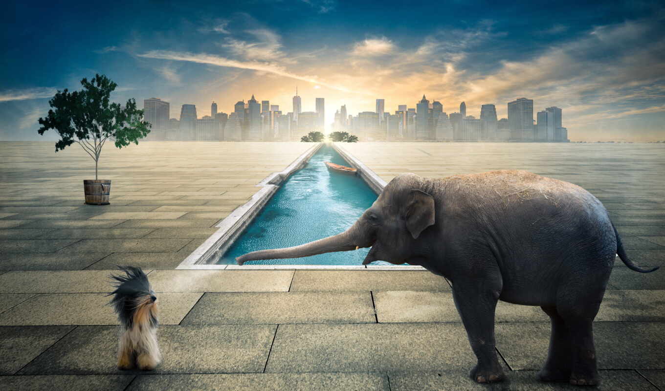 water, dog, elephant, free, on, swimming pool, pixabay, im genes, olifant