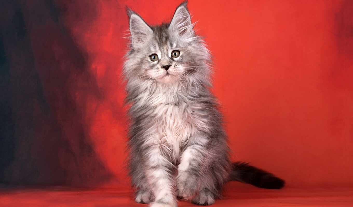 background, red, cat, kitty, fluffy, maine, kuna