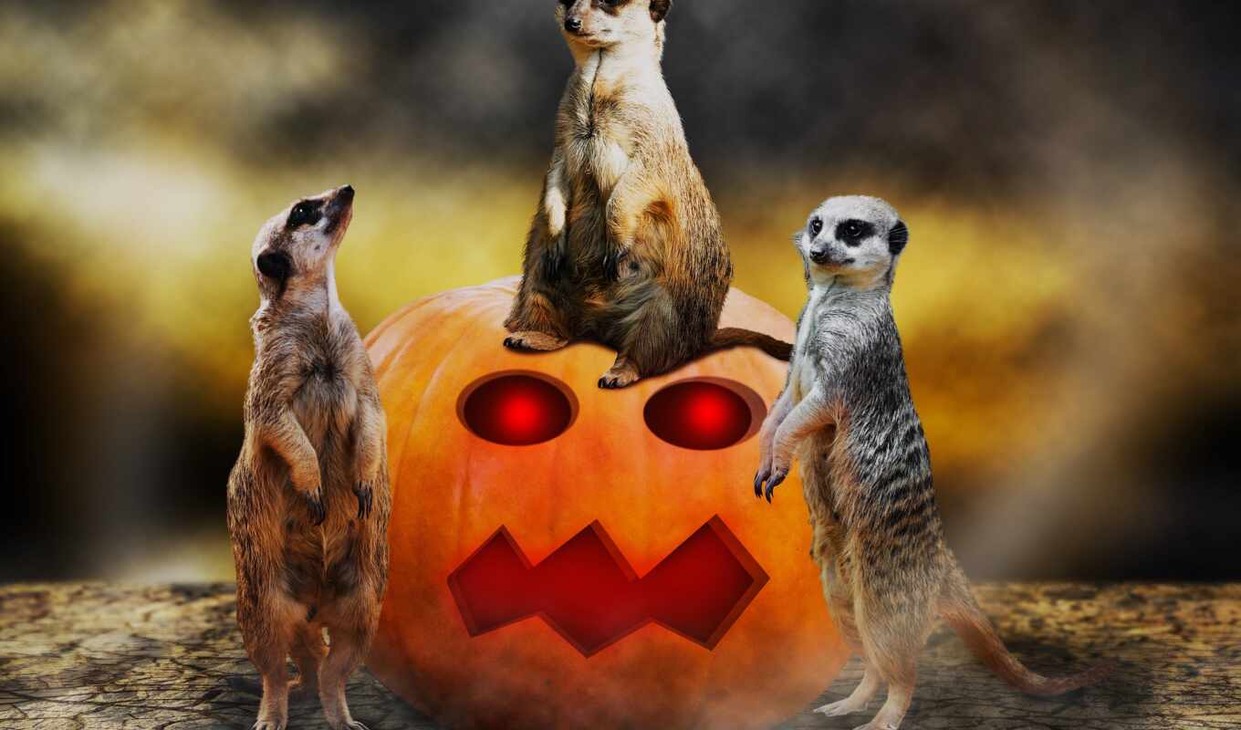 animal, halloween, tail, habitat, poid