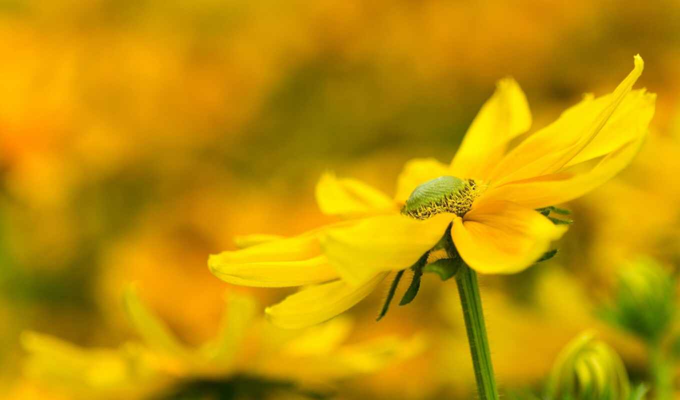 flowers, yellow