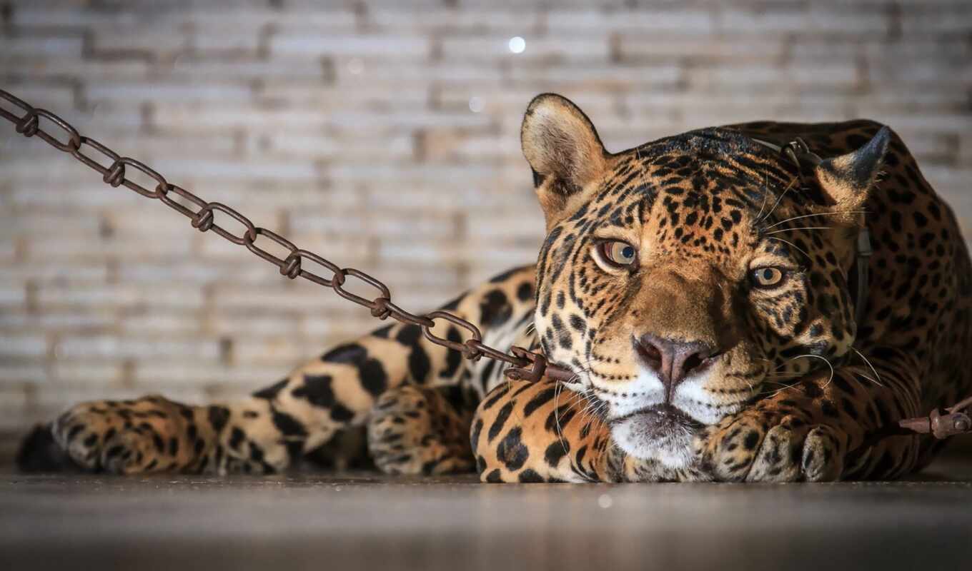 leopard, predator, tiger, chain, jaguar, captive
